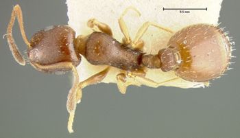 Media type: image;   Entomology 22783 Aspect: habitus dorsal view